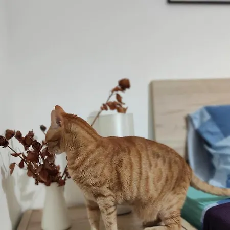 Konukevi Entire I Pool Access I Walk To 4*