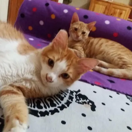 Konukevi Entire I Pool Access I Walk To 4*