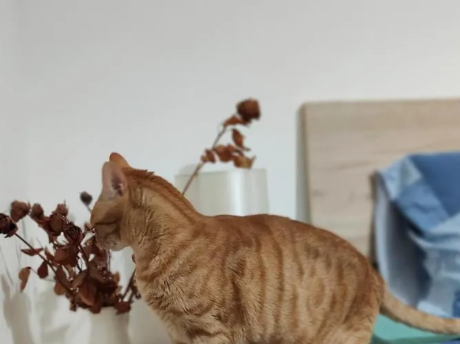 Πανσιόν Entire I Pool Access I Walk To 4*