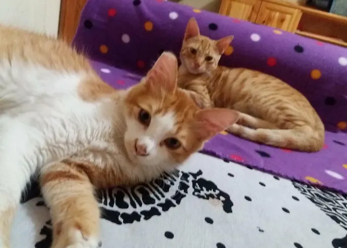 Πανσιόν Entire I Pool Access I Walk To 4*